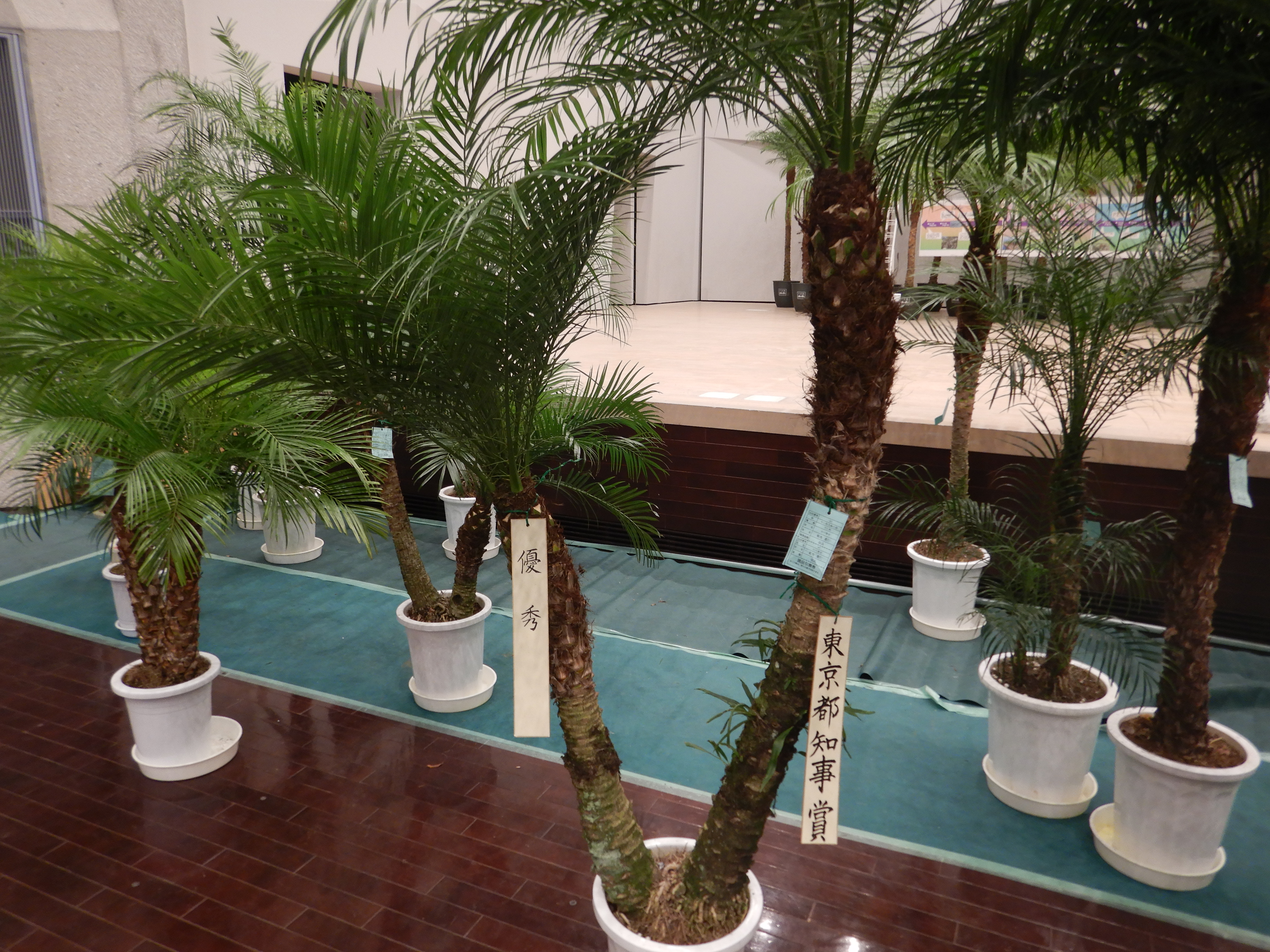 ロベ寄せ植え写真