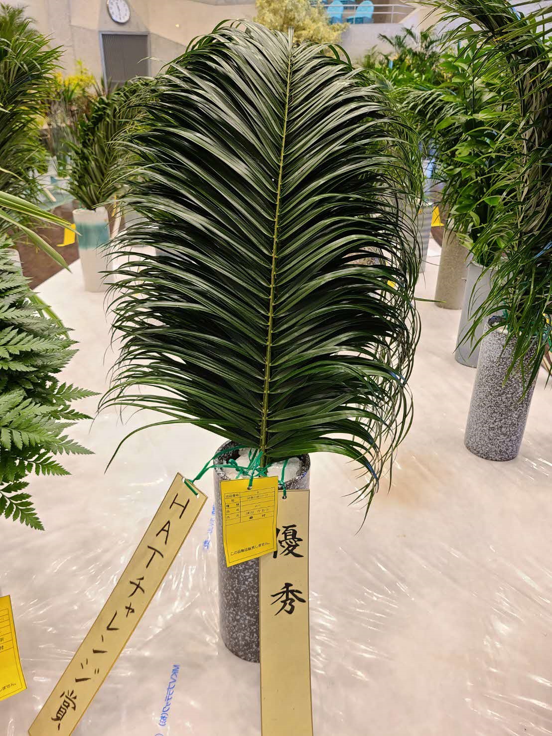 ロベ写真
