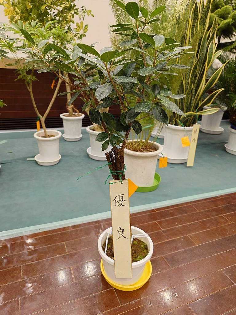 ガジュマル気根
